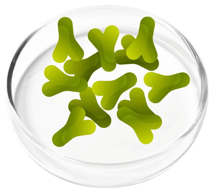FemiCore Ingredient Lactobacillus Acidophilus