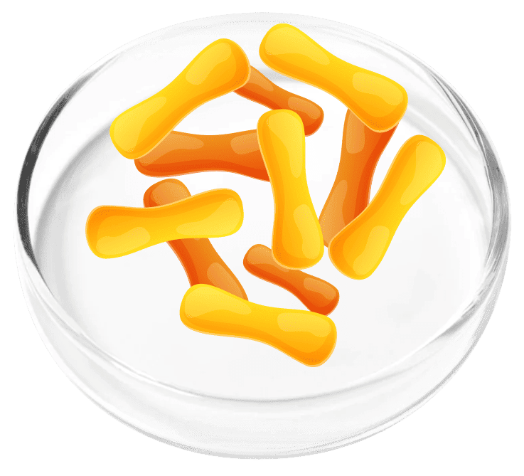 FemiCore Ingredient Lactobacillus Casei
