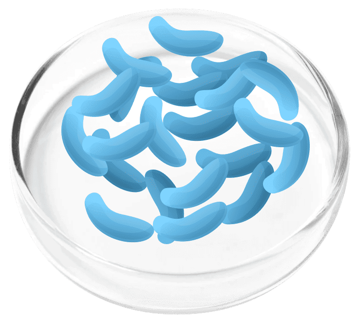 FemiCore Ingredient Lactobacillus Gasseri