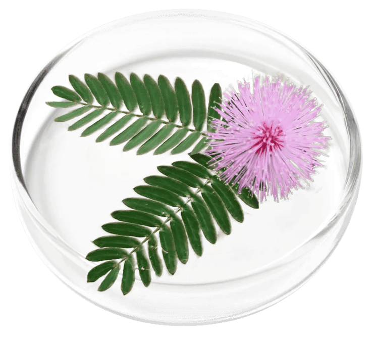 FemiCore Ingredient Mimosa Pudica
